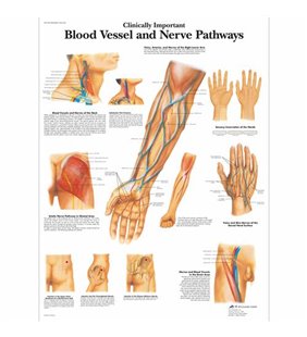 Grafic - Vas de sânge important din punct de vedere clinic și căi nervoase 