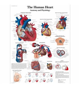 Graficul inimii umane - anatomie și fiziologie