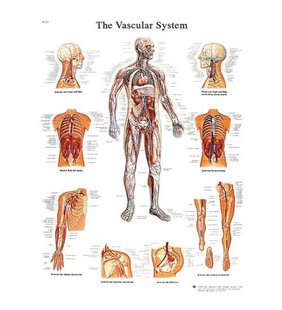 Diagrama adeziva - Sistemul vascular