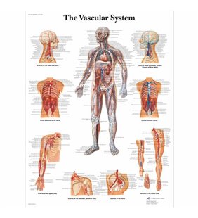 Graficul sistemului vascular