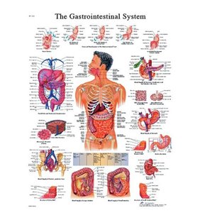 Diagrama adeziva - Sistem gastrointestinal 