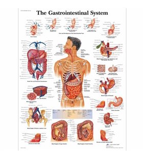 Graficul sistemului gastrointestinal