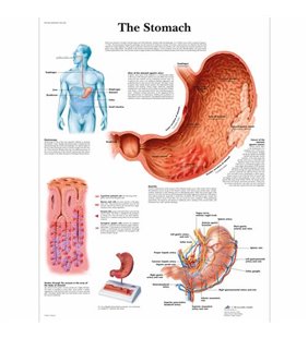 Graficul stomacului