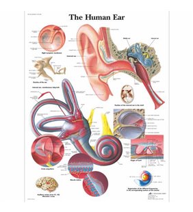 Diagrama urechilor umane