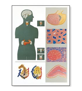 Diagrama - Glande endocrine