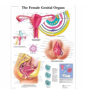 Graficul organelor genitale feminine