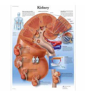 Diagrama rinichilor