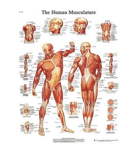 Diagrama adeziva - Musculatura umană 