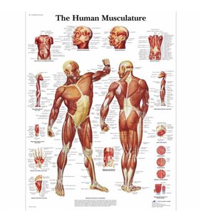 Diagrama musculară umană