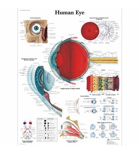 Diagrama ochilor umani