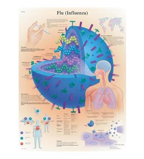 Diagrama adeziva - Gripa