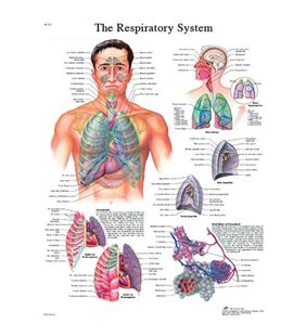 Diagrama adeziva - Sistem respirator