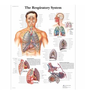 Grafic - Sistem respirator 