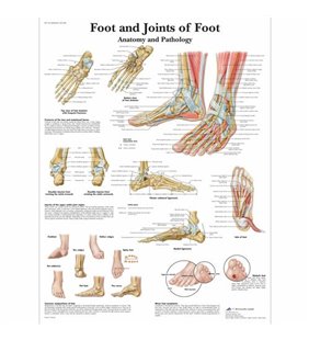 Diagrama adeziva - Articulatiile piciorului - anatomie și patologie