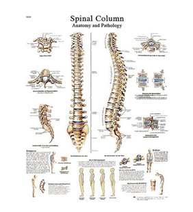 Diagrama adeziva - Coloana vertebrala