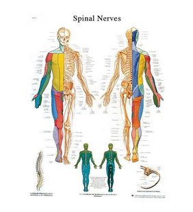 Diagrama adeziva - Nervii coloanei vertebrale 