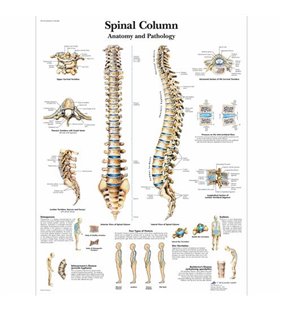 Diagrama coloanei vertebrale