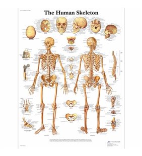 Diagrama scheletului uman