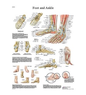 Grafic - Articulatiile piciorului - anatomie și patologie