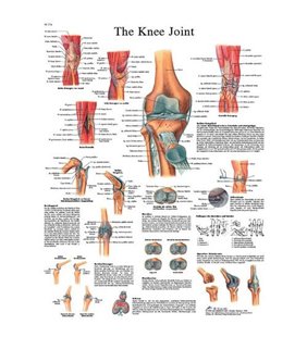 Graficul articulației genunchiului - diagrama adeziva