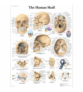 Graficul craniului uman