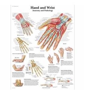 Graficul mâinii și al încheieturii - anatomie și patologie