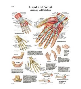 Graficul mâinii și al încheieturii - anatomie și patologie - diagrama adeziva