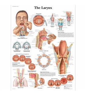 Graficul Laringelui