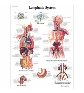 Diagrama sistemului limfatic