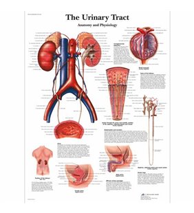 Grafic - Tractul urinar - anatomie și fiziologie