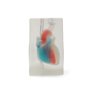 Model de formare ultrasunete transparente cardiace Blue Phantom CAE