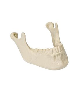 Mandibula cu dinti ORTHObones Premium