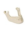 Mandibula cu dinti ORTHObones Premium