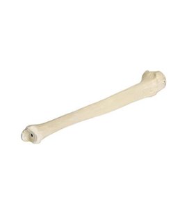 Tibie dreapta ORTHObones Premium