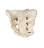 ORTHObones Premium Sacrum