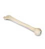 Humerus stang ORTHObones Premium