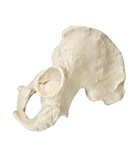 Hemipelvis stang - mascul - ORTHObones Premium