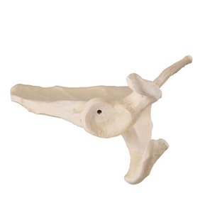 Scapula - stânga - ORTHObones Premium