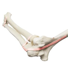 Cot, Ulna, radius, humerus, bandă de latex ORTHObones Premium