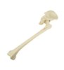 Pelvis stang cu femur ORTHObones Premium