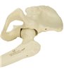 Pelvis stang cu femur ORTHObones Premium