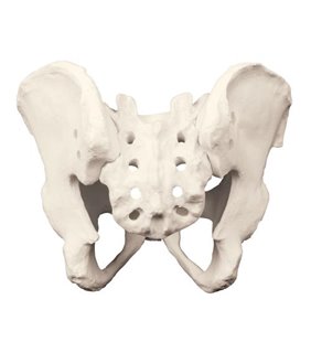 Pelvis intreg cu sacrum ORTHObones Premium