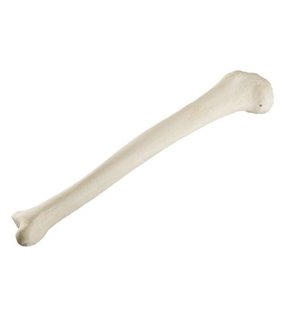 Tibia dreapta ORTHObones Standard