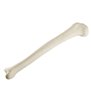 Tibia dreapta ORTHObones Standard