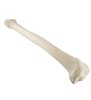 Tibia dreapta ORTHObones Standard