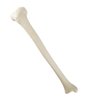 Tibia dreapta ORTHObones Standard