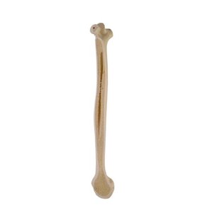 Humerus dreapta ORTHObones Standard 