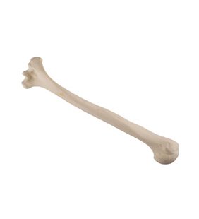 Humerus stanga ORTHObones Standard