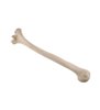 Humerus stanga ORTHObones Standard