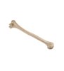 Humerus stanga ORTHObones Standard